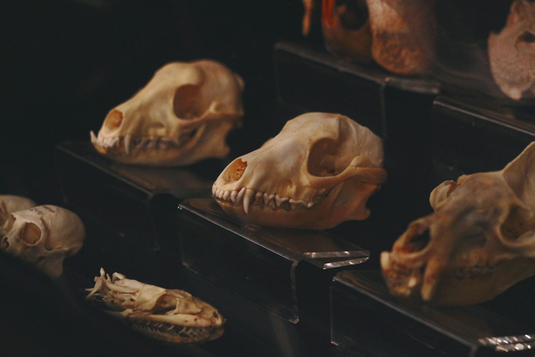 A captivating display of animal skulls arranged in a museum setting, highlighting natural history.
