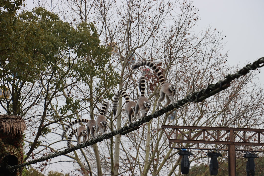 a group of zebras climbing a rope in a zoo