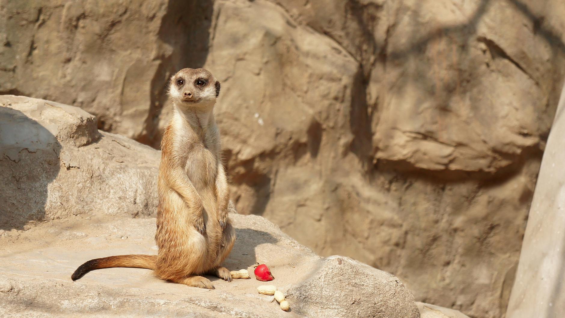 A curious meerkat stands on a rock with snacks in a sunlit zoo setting, showcasing its natural behavior.
