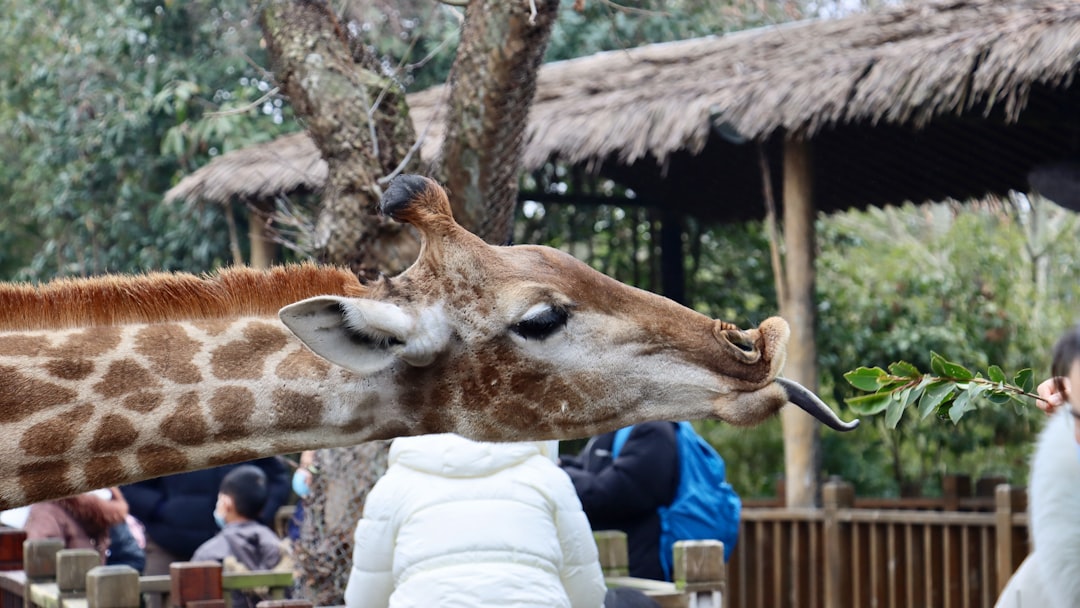 a giraffe eating leaves off of a tree