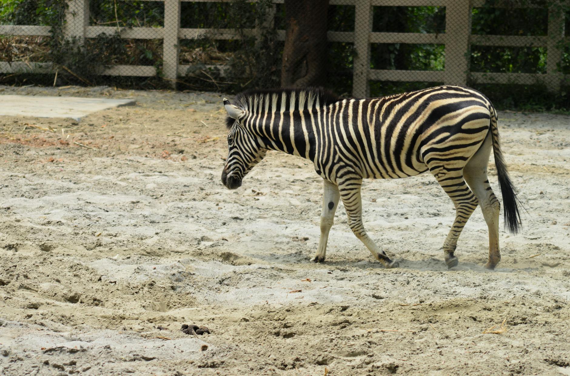 A zebra walking calmly in a sandy zoo enclosure in Dhaka, Bangladesh.