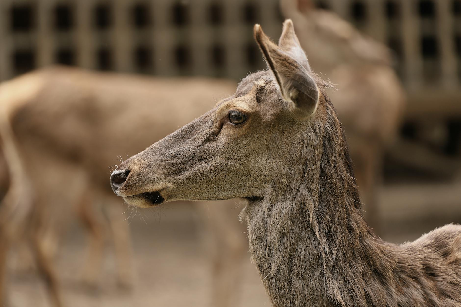 A detailed close-up of a deer standing in a natural park setting, showcasing its serene expression.