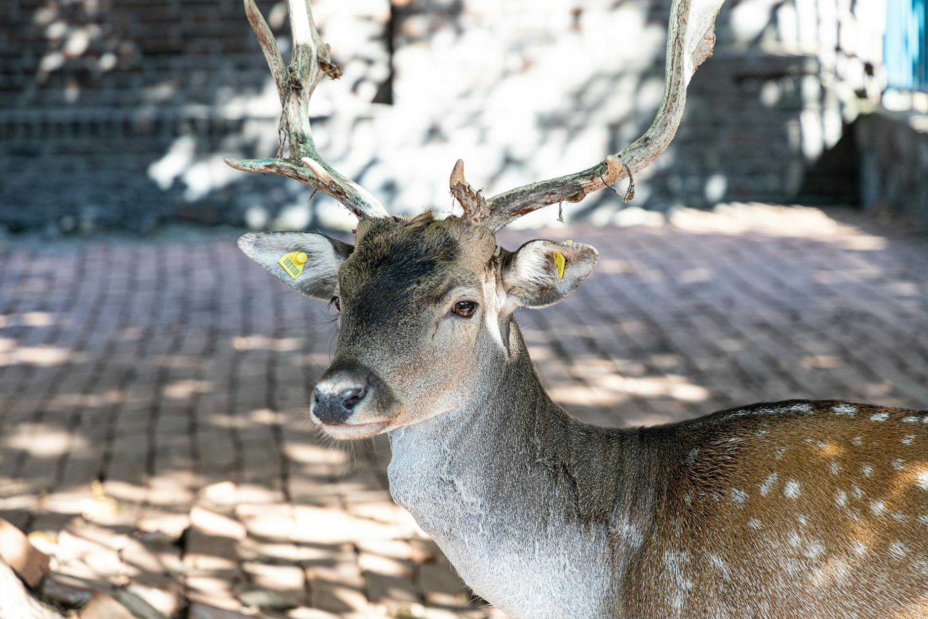 Close-up shot of a fallow deer with tall antlers in natural setting, showing unique markings.