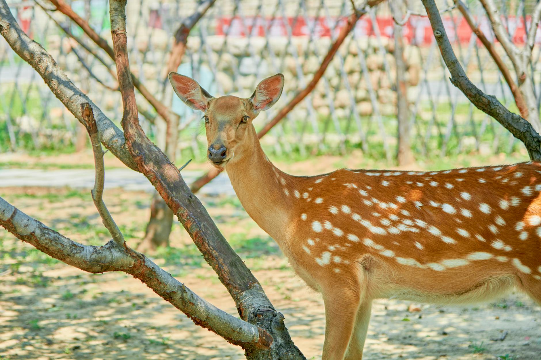A chital deer stands amidst trees in a sunlit outdoor setting, showcasing its spotted coat.