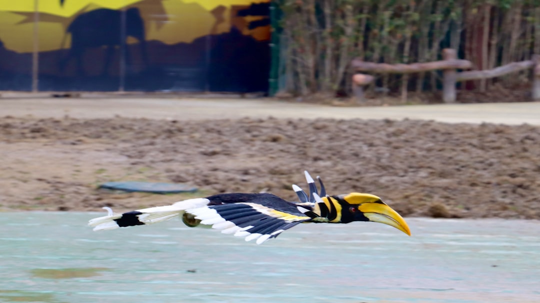a large bird flying over a body of water