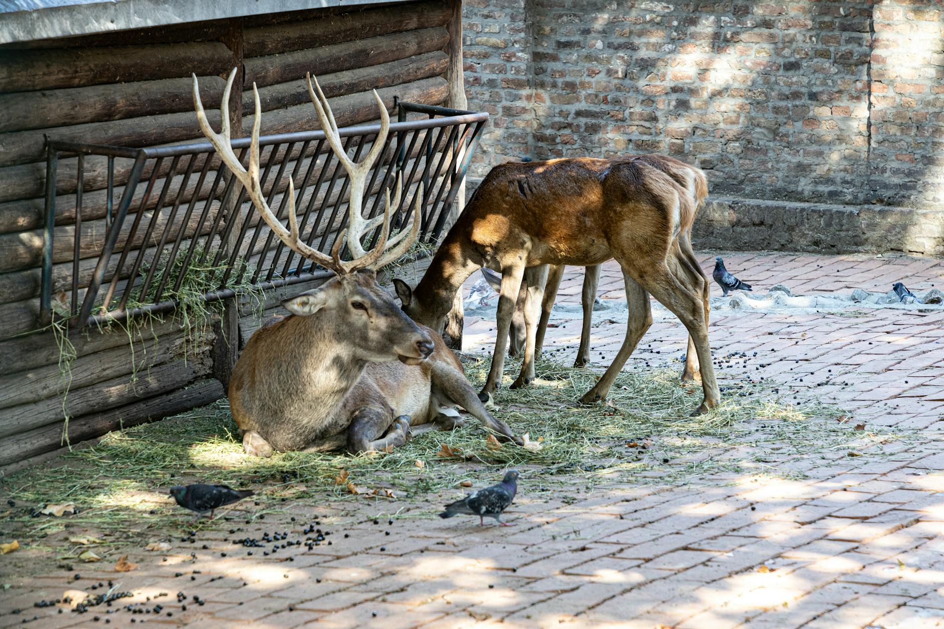 A large deer with antlers rests on grass near a wooden structure in a zoo enclosure.