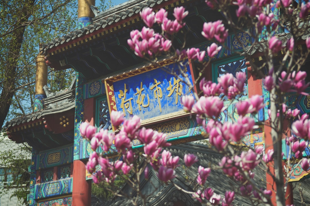 purple flowers near brown wooden building during daytime