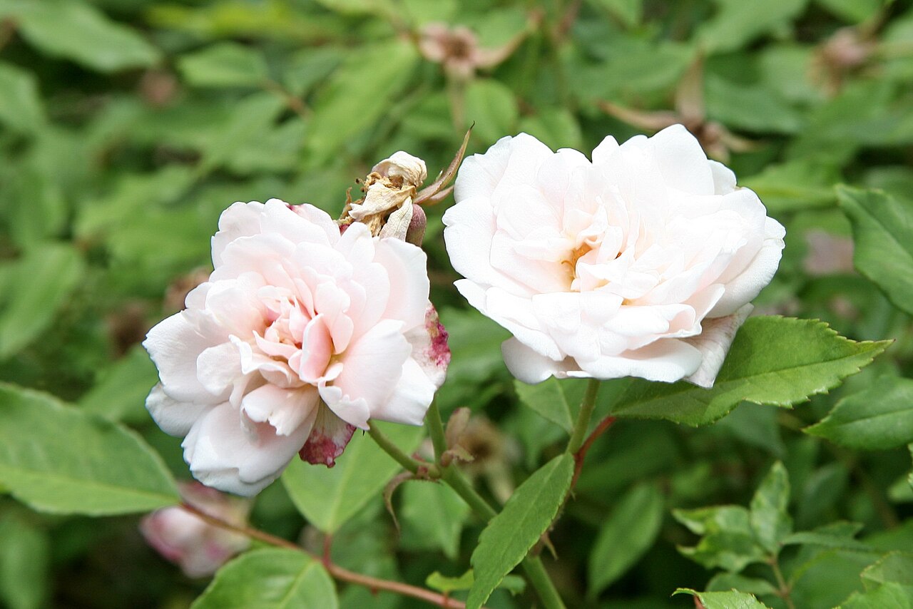 Rosa × odorata 'Hume's Blush Tea-scented China'