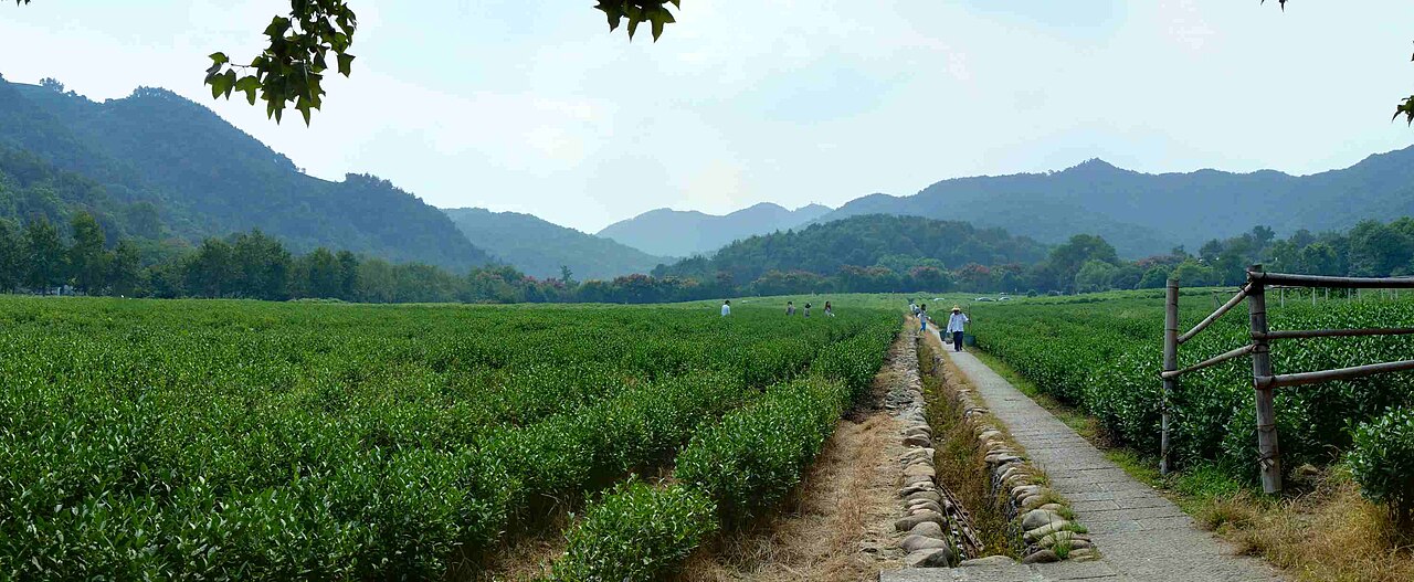 Tea plantation at the China National Tea Museum