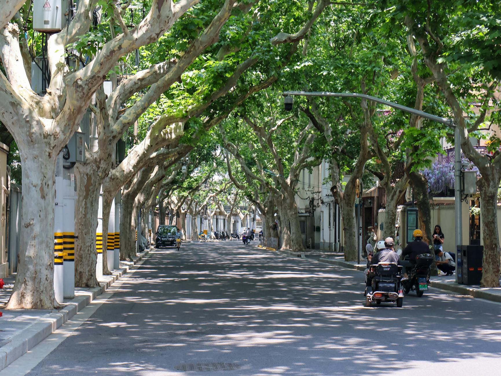Tranquil tree-lined street in Shanghai's historic French Concession, showcasing lush greenery and urban life.