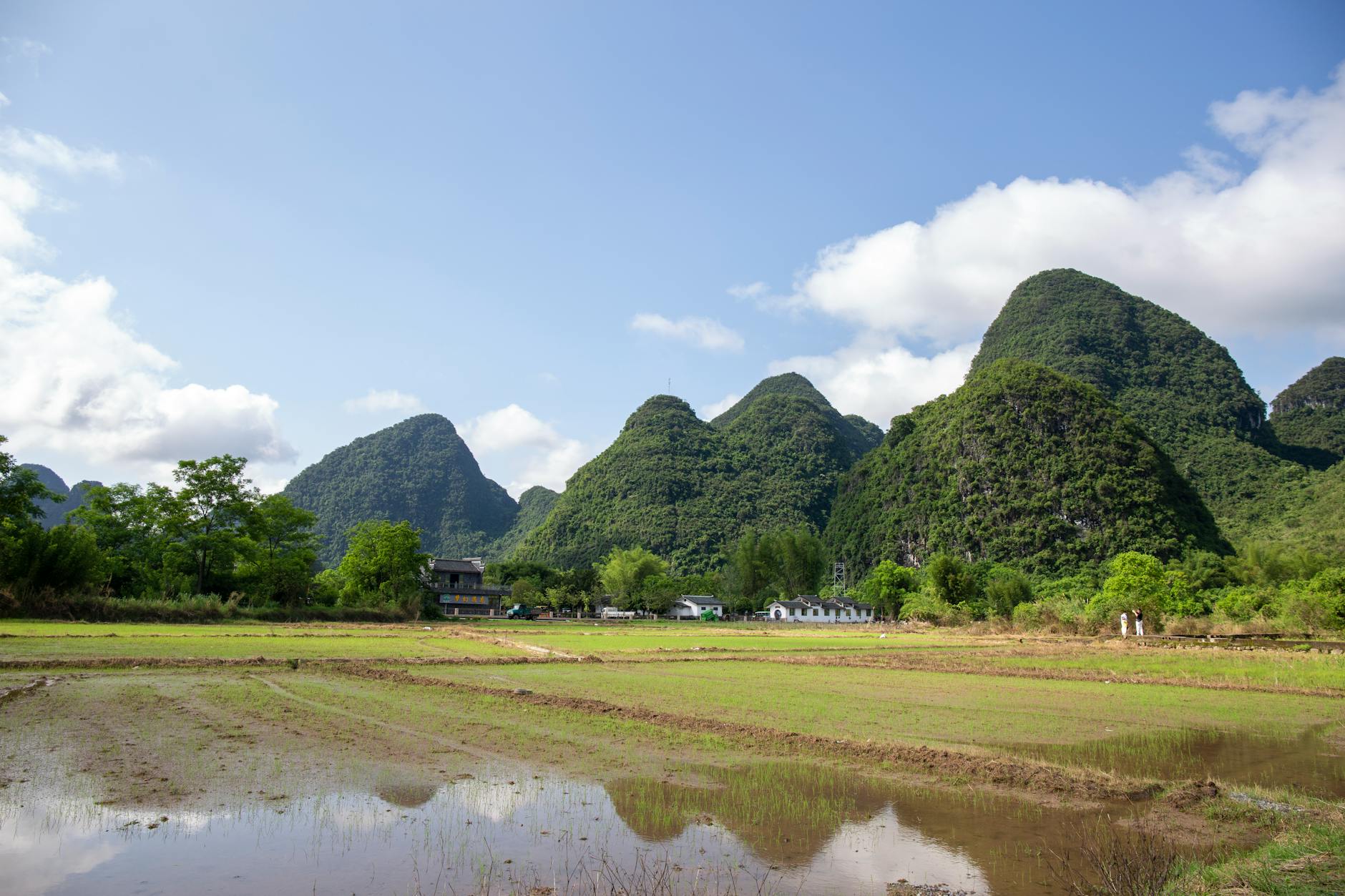 Lush green rice fields against the scenic karst mountains of Yangshuo, China, under a clear blue sky.