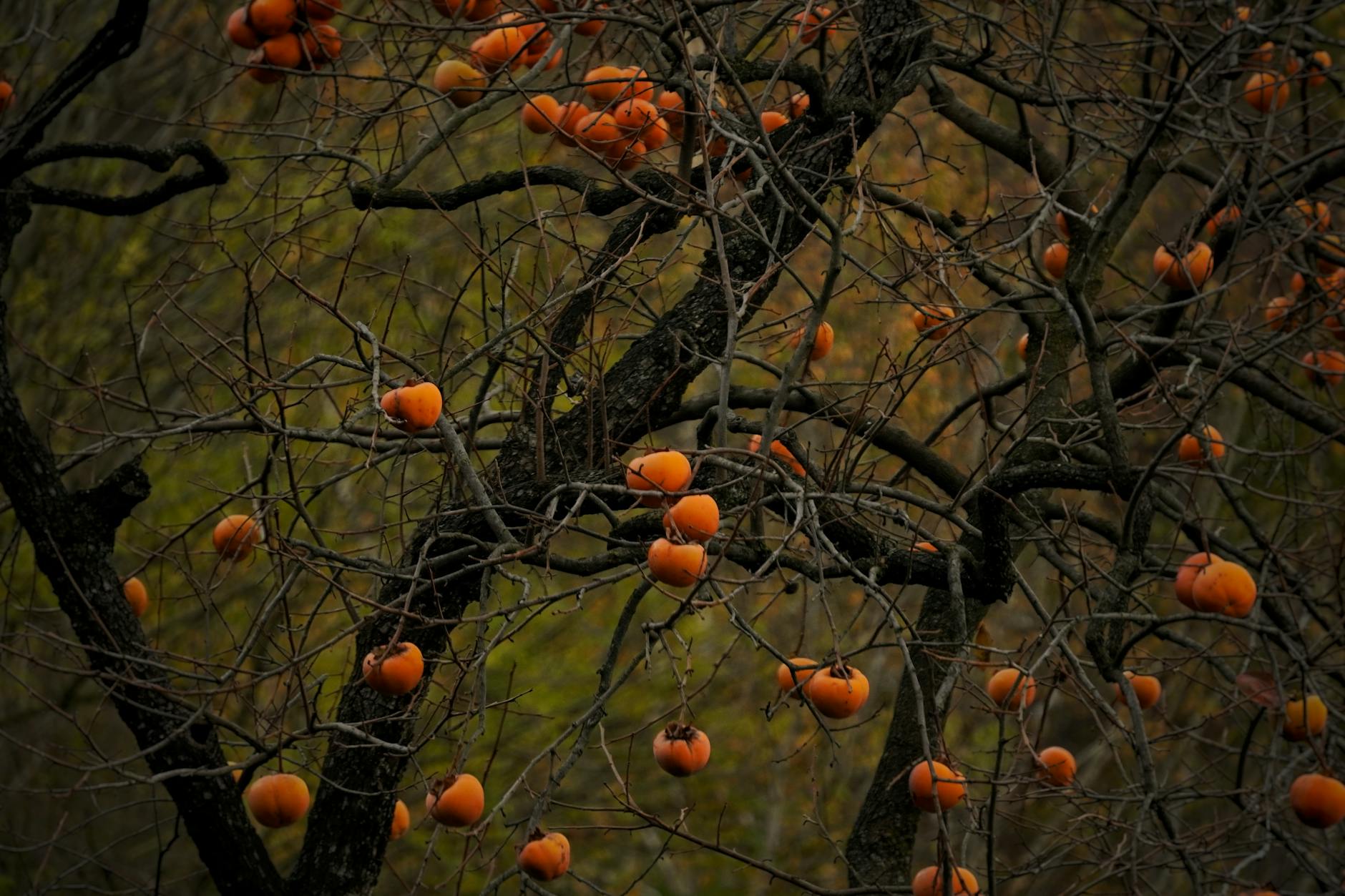 A tree filled with ripe, orange persimmons on a late autumn day.