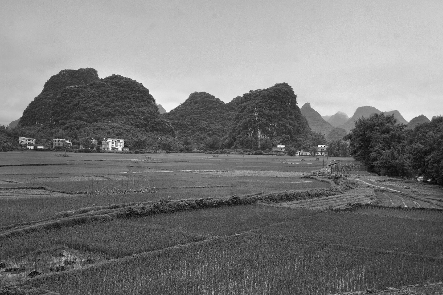 Black and white photograph of a rural landscape featuring rice fields and karst mountains under a cloudy sky.
