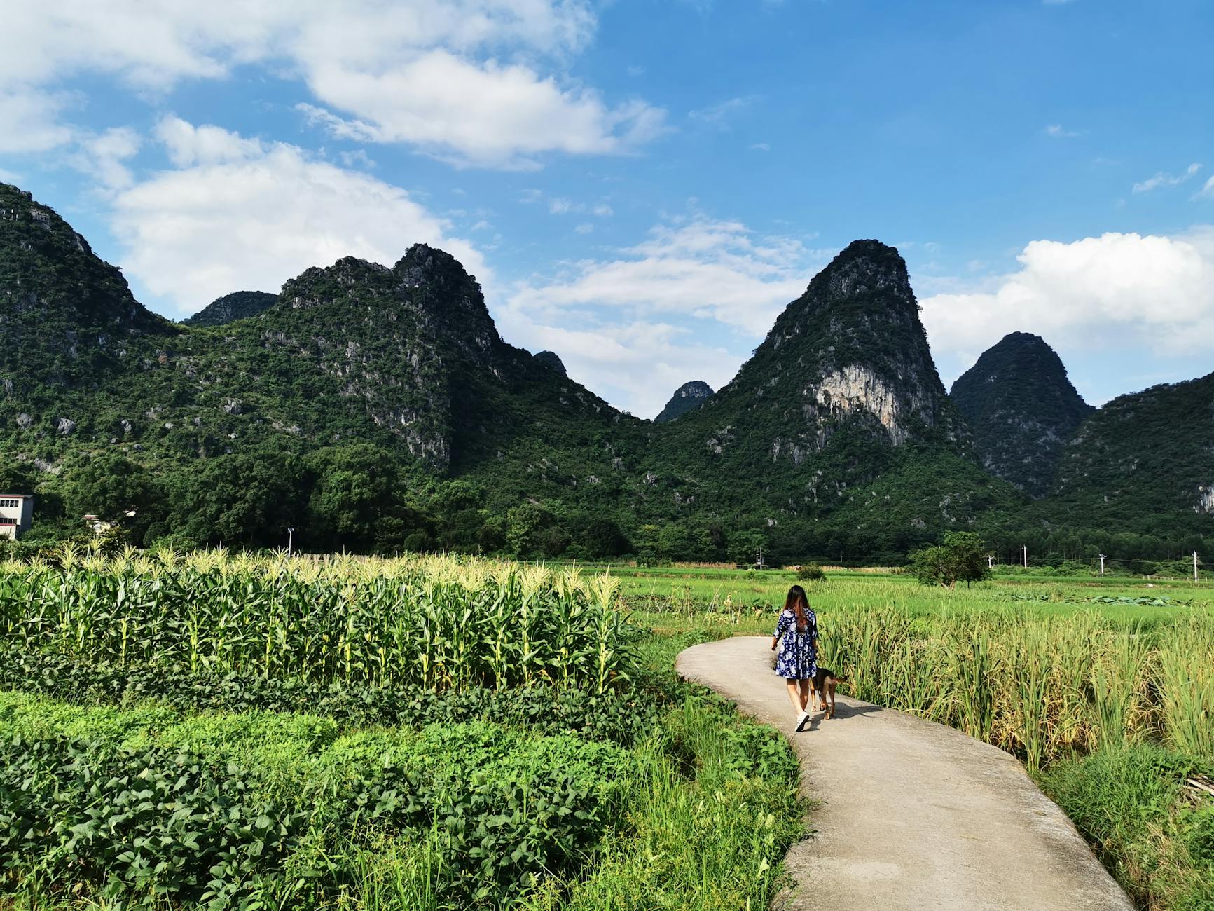 A serene view of a woman walking her dog on a rural trail in Guilin's lush landscape.