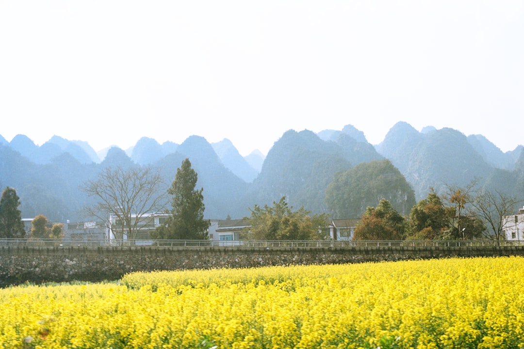 Field of yellow flowers with karst mountains background